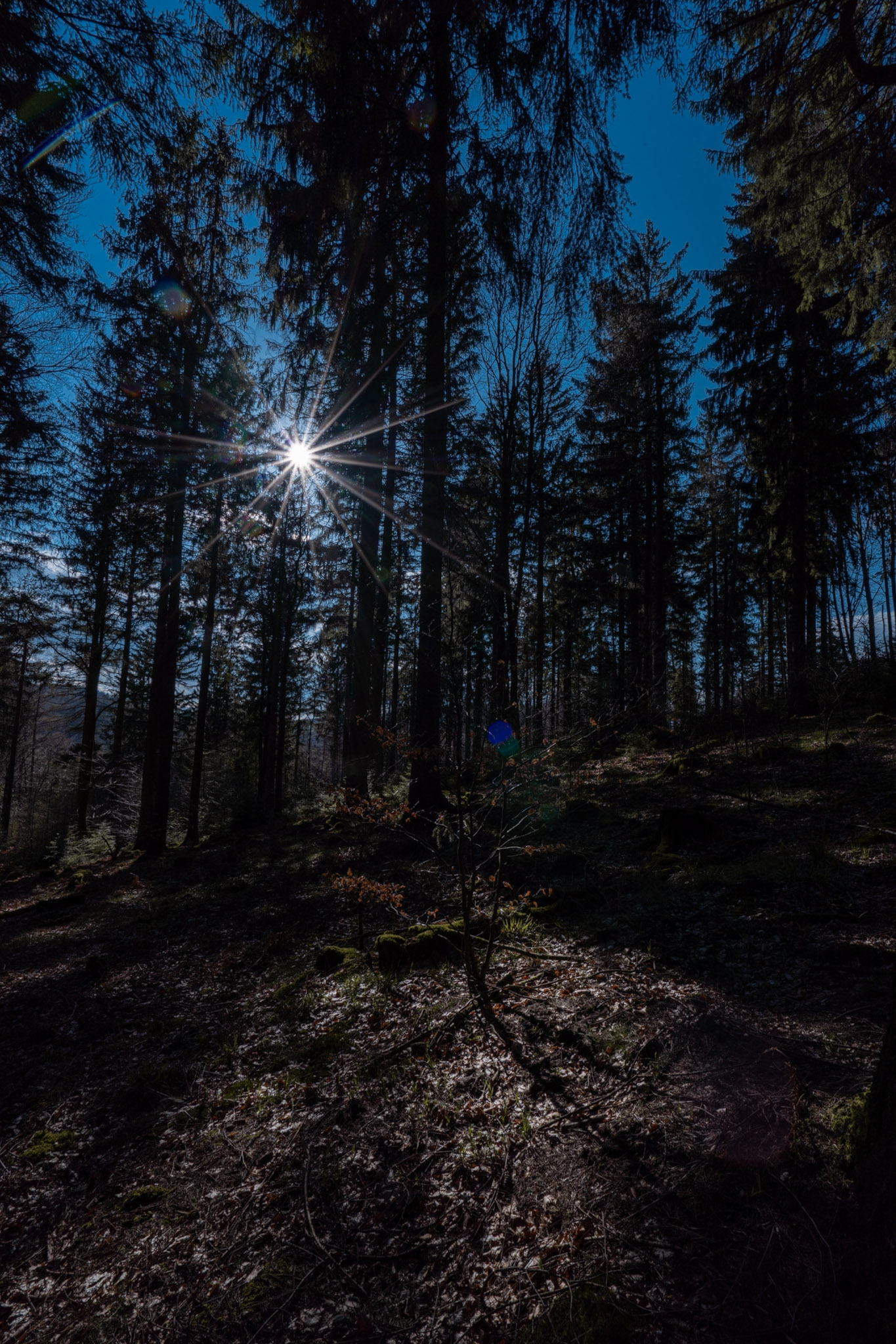 Waldhang auf der Maulkuppe, Sonne als Stern zwischen dunklen Stämmen